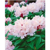 Kategorie <b>Rhododendron </b> - Rhododendron williamsianum 'Jackwill' 40-50 cm