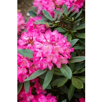 Kategorie <b>Rhododendron </b> - Rhododendron williamsianum Lissabon 60-70 cm