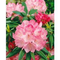 Kategorie <b>Rhododendron </b> - Rhododendron yakushimanum 'Barmstedt' 20-25 cm