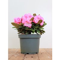Kategorie <b>Rhododendron </b> - Rhododendron yakushimanum 'Barmstedt' 25-30 cm