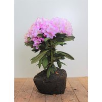 Kategorie <b>Rhododendron </b> - Rhododendron yakushimanum 'Caroline Allbrook' 40-50 cm