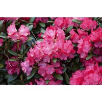 Kategorie <b>Rhododendron </b> - Rhododendron yakushimanum 'Clivia' 80 cm Stammhöhe