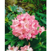 Kategorie <b>Rhododendron </b> - Rhododendron yakushimanum 'Debbie Dane' 40-50 cm
