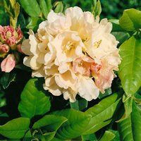 Kategorie <b>Rhododendron </b> - Rhododendron yakushimanum 'Golden Torch' 20-25 cm