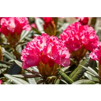 Rhododendron - Rhododendron yakushimanum 'Love Song' 30-40 cm