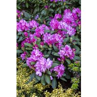Rhododendron - Rhododendron yakushimanum Lumina 60-70 cm