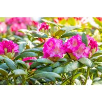Kategorie <b>Rhododendron </b> - Rhododendron yakushimanum 'Rosita' 30-40 cm