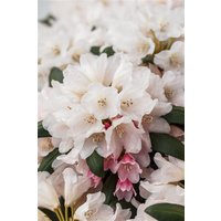 Kategorie <b>Rhododendron </b> - Rhododendron yakushimanum 'Taroko' 40-50 cm