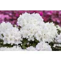Rhododendron - Rhododendron yakushimanum 'Yaku Angel' 40-50 cm