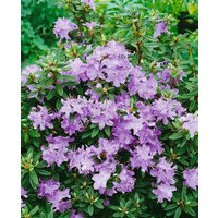 Kategorie <b>Rhododendron </b> - Rhododendron impeditum 'Blumiria' ca. 11x11 cm Topf (Wuchs jahreszeitlich)