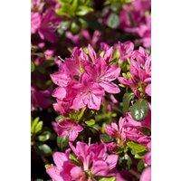 Kategorie <b>Rhododendron </b> - Rhododendron obt.'Kermesina' 10-15 cm