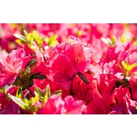 Kategorie <b>Rhododendron </b> - Rhododendron obt.'Little Red' 10-15 cm