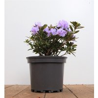 Kategorie <b>Rhododendron </b> - Rhododendron russatum 'Purple Pillow' 10-15 cm