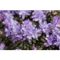 Kategorie <b>Rhododendron </b> - Rhododendron impeditum 15-20 cm