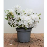 Kategorie <b>Rhododendron </b> - Rhododendron obt.'Kermesina Alba' 15-20 cm