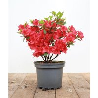 Kategorie <b>Produkt nicht gewünscht </b> - Rhododendron obt.'Maruschka' -R- 20-25 cm