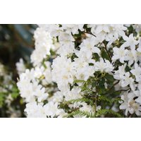 Kategorie <b>Rhododendron </b> - Rhododendron carolin.'Dora Amateis' 20-25 cm