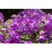 Kategorie <b>Rhododendron </b> - Rhododendron keleticum 15-20 cm