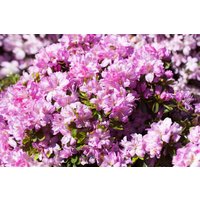 Kategorie <b>Rhododendron </b> - Rhododendron obt.'Negligé' -R- 15-20 cm