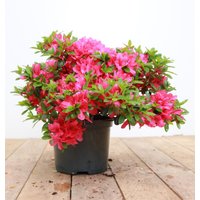 Kategorie <b>Rhododendron </b> - Rhododendron obt.'Kermesina' 20-25 cm