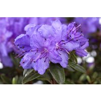 Kategorie <b>Rhododendron </b> - Rhododendron impeditum 'Gristede' 20-25 cm