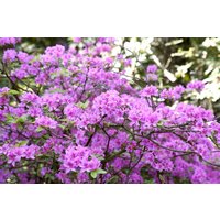 Kategorie <b>Rhododendron </b> - Rhododendron 'Praecox' 20-25 cm