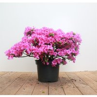 Kategorie <b>Rhododendron </b> - Rhododendron obt.'Königstein' 30-40 cm