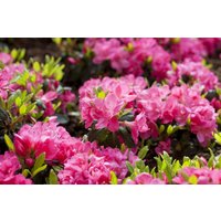 Kategorie <b>Rhododendron </b> - Rhododendron obt.'Canzonetta' 30-40 cm