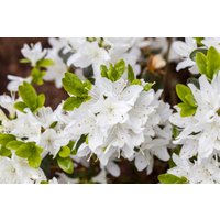 Kategorie <b>Rhododendron </b> - Rhododendron obt.'Kermesina Alba' 30-40 cm