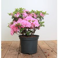 Kategorie <b>Rhododendron </b> - Rhododendron obt.'Kermesina Rose' 30-40 cm