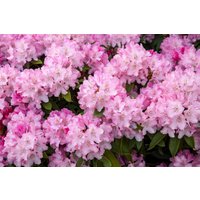 Kategorie <b>Rhododendron </b> - Rhododendron yak.'Tina Heinje' 25-30 cm