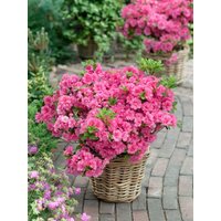 Kategorie <b>Rhododendron </b> - Rhododendron obt.'Anouk' 25-30 cm