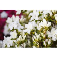 Kategorie <b>Produkt nicht gewünscht </b> - Rhododendron obt.'Feenkissen' 20-25 cm