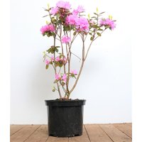 Kategorie <b>Rhododendron </b> - Rhododendron carolin.'P.J.Mezitt' 30-40 cm