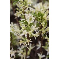 Rhododendron - Rhododendron atlanticum 30-40 cm