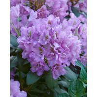 Kategorie <b>Rhododendron </b> - Rhododendron Hybr.'Fastuos. Flore Pleno' 30-40 cm