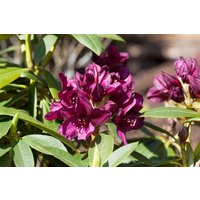Rhododendron - Rhododendron Hybr.'Polarnacht' 30-40 cm