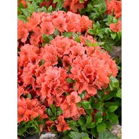 Kategorie <b>Rhododendron </b> - Rhododendron obt.'Geisha orange' 30-40 cm