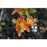 Kategorie <b>Rhododendron </b> - Rhododendron lut.'Glowing Embers' 30-40 cm