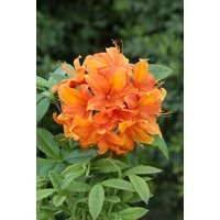 Kategorie <b>Rhododendron </b> - Rhododendron lut.'Goldflamme' 30-40 cm