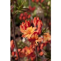 Kategorie <b>Rhododendron </b> - Rhododendron lut.'Rumba' 30-40 cm
