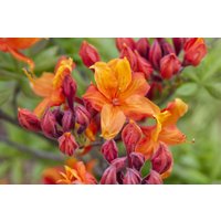 Kategorie <b>Rhododendron </b> - Rhododendron lut.'Sunny Boy' 30-40 cm