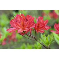 Kategorie <b>Rhododendron </b> - Rhododendron lut.'Tunis' 30-40 cm