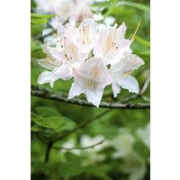 Kategorie <b>Rhododendron </b> - Rhododendron lut.'Whitethroat' 30-40 cm