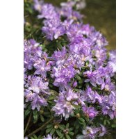 Kategorie <b>Rhododendron </b> - Rhododendron impeditum 'Blaue Mauritius' 30-40 cm