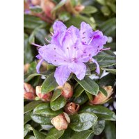 Kategorie <b>Rhododendron </b> - Rhododendron impeditum 'Moerheim' 30-40 cm