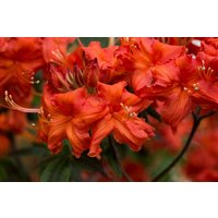 Rhododendron - Rhododendron lut.'Balzac' 40-50 cm