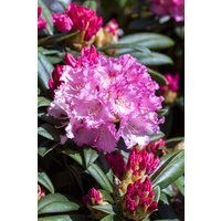 Kategorie <b>Rhododendron </b> - Rhododendron yak.'Arabella' 25-30 cm