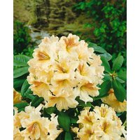 Kategorie <b>Rhododendron </b> - Rhododendron Hybr.'Bernstein' 30-40 cm