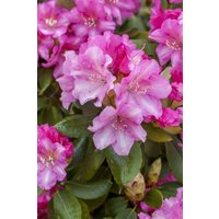 Kategorie <b>Rhododendron </b> - Rhododendron yak.'Blurettia' 25-30 cm